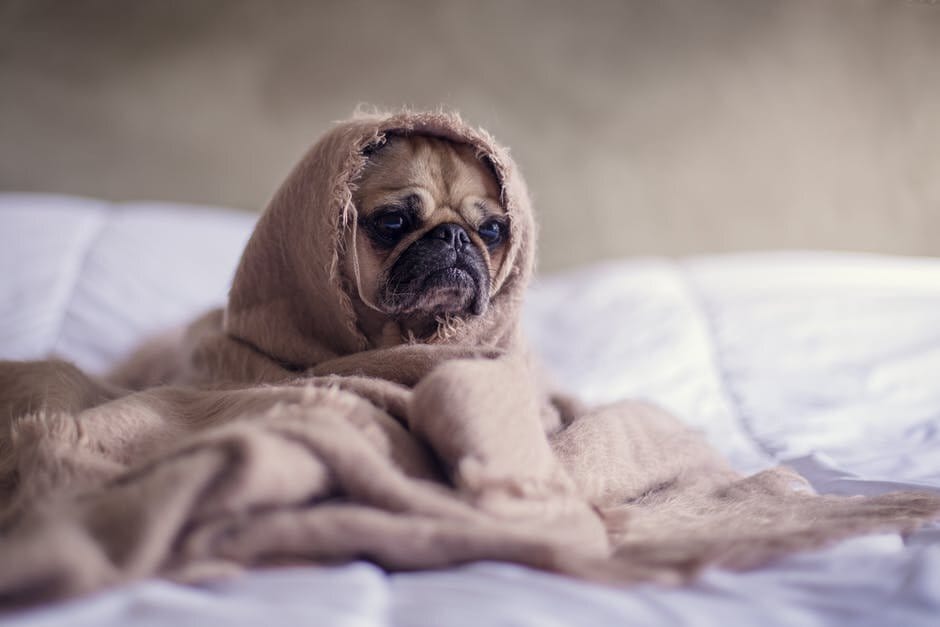 A pug wrapped in a blanket, looking forlorn on a bed.